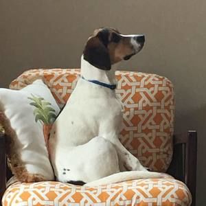 Meet your Posher, Janet